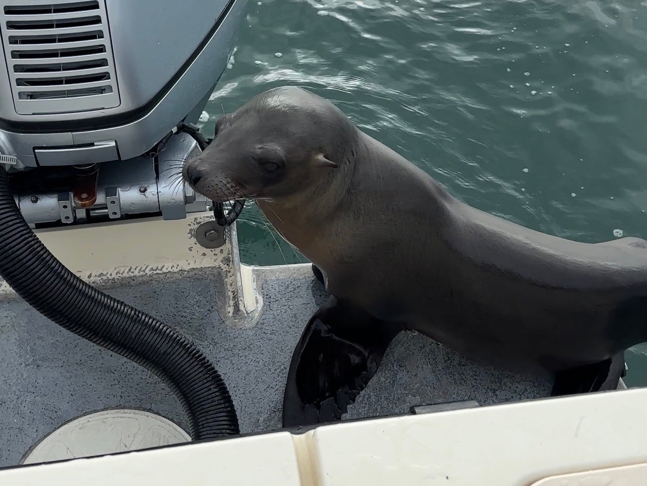 Horizontal Only Print