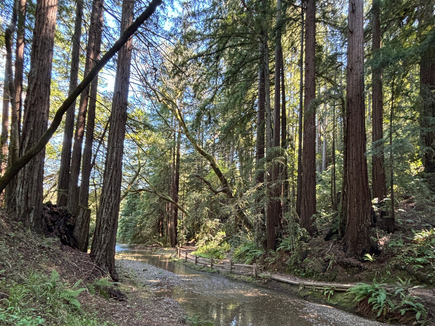 Horizontal Only Print