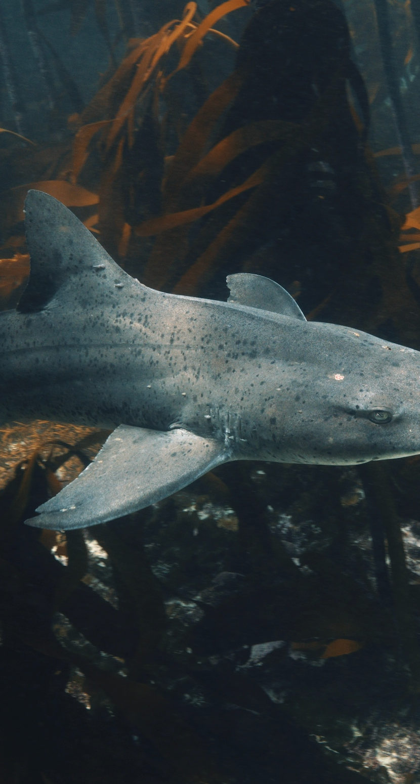 California Sea Lions (Horizontal primary)