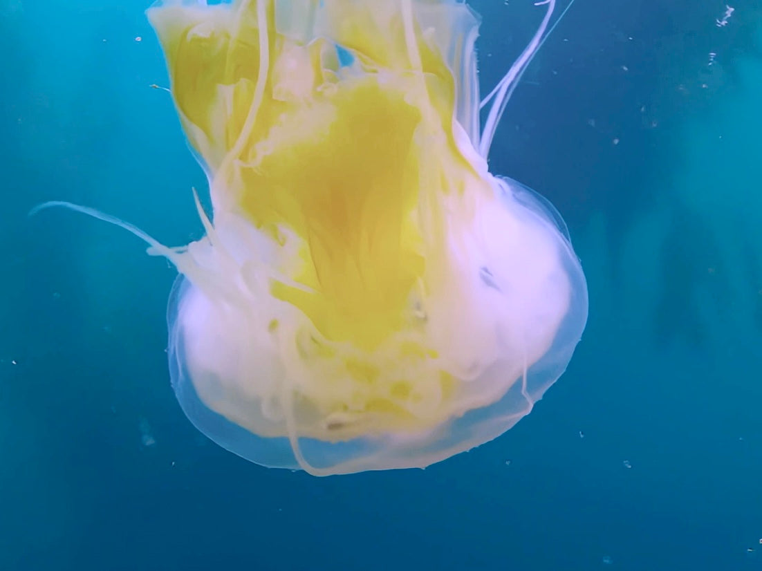 Horizontal Only Print