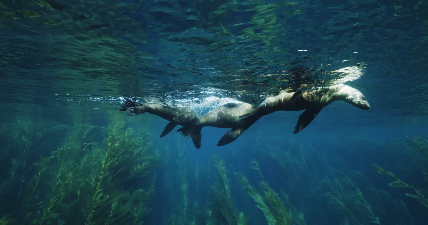California Sea Lions (Horizontal primary)