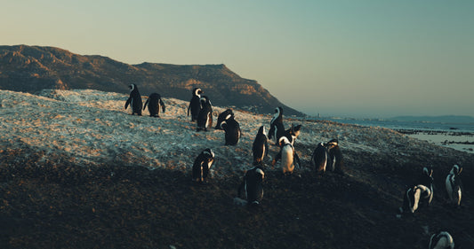 African Penguins on Beach
