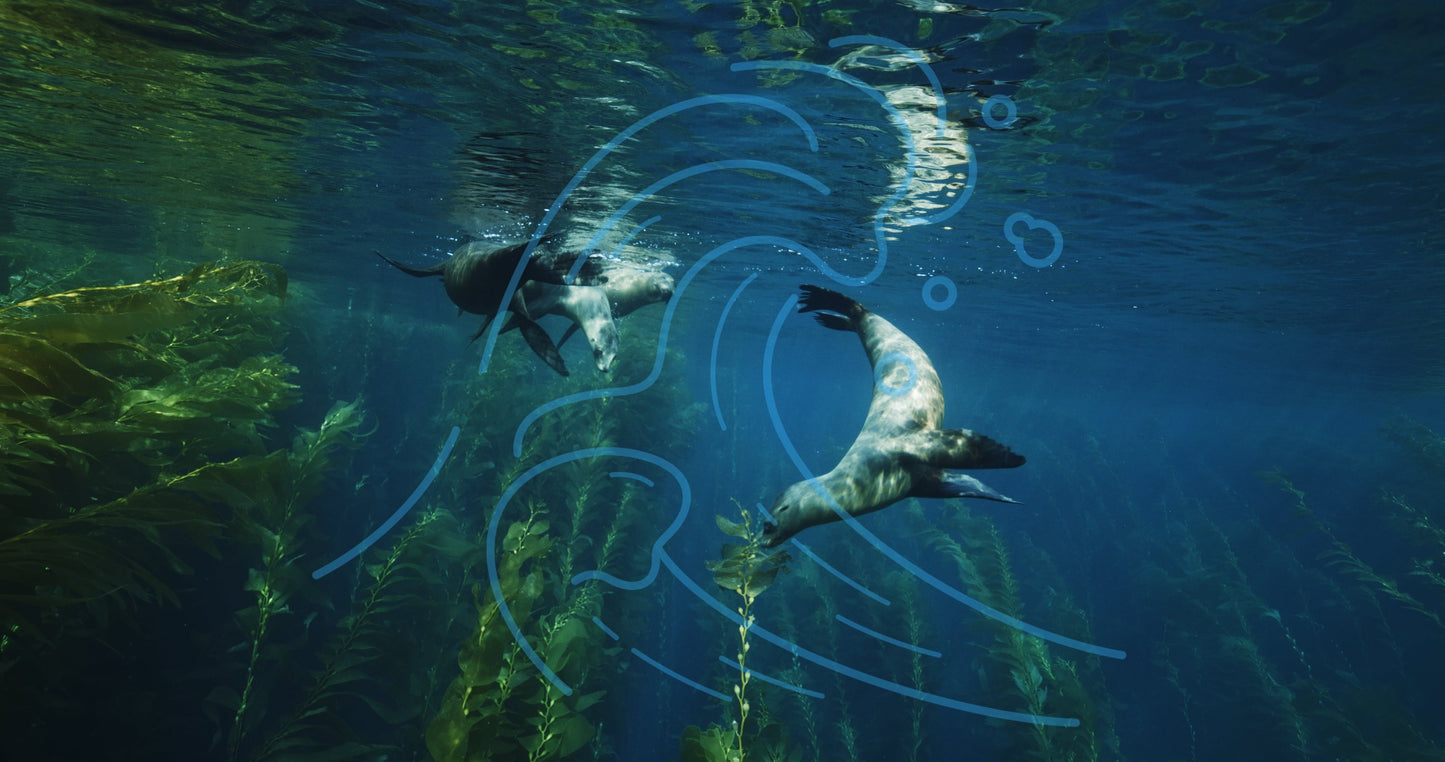 California Sea Lions (Horizontal primary)