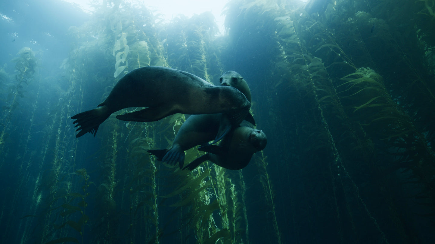 California Sea Lions (Horizontal primary)