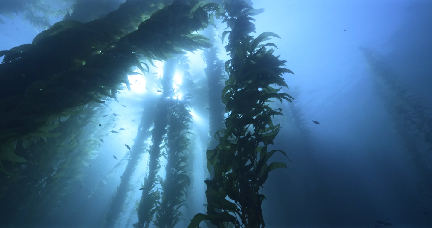 Giant Kelp Forest