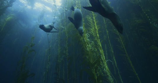 Anacapa Island Sea Lions