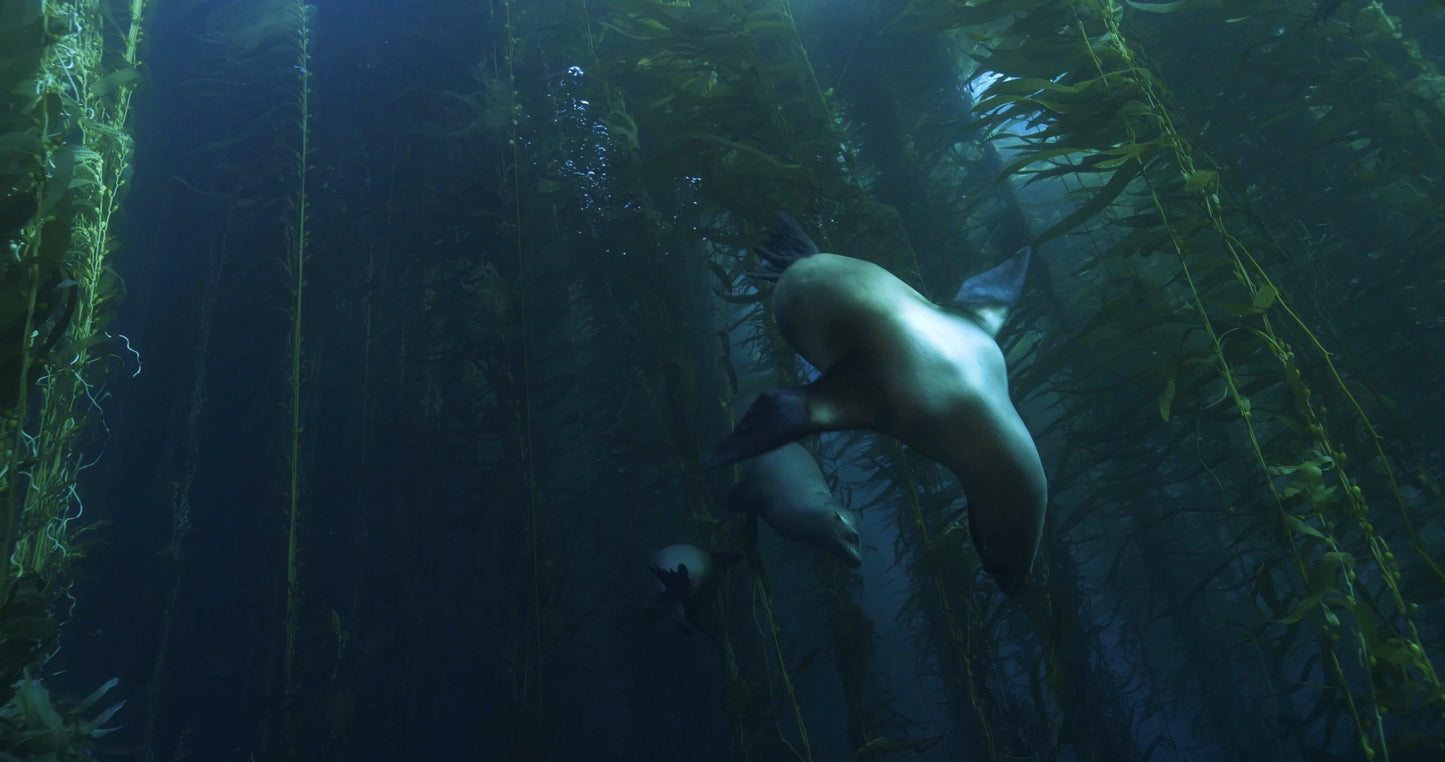 Anacapa Island Sea Lions 2