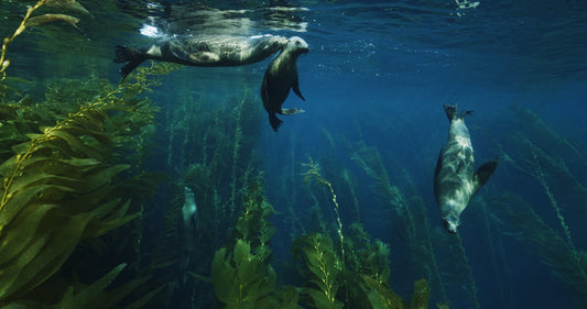 Sea Lions Swimming in Kelp Forest 2