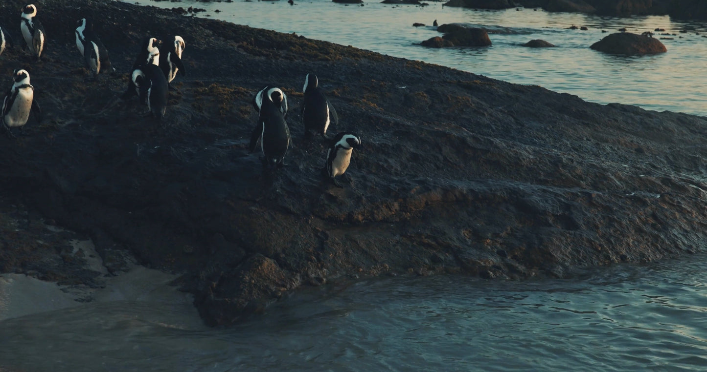 African Penguin Swimming