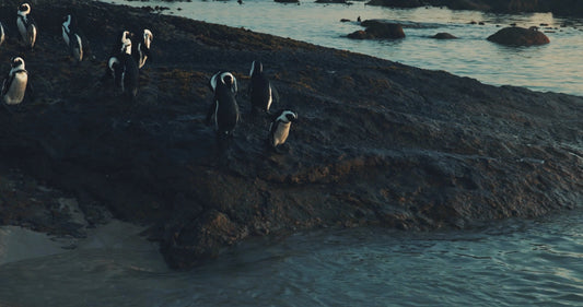 African Penguin Swimming