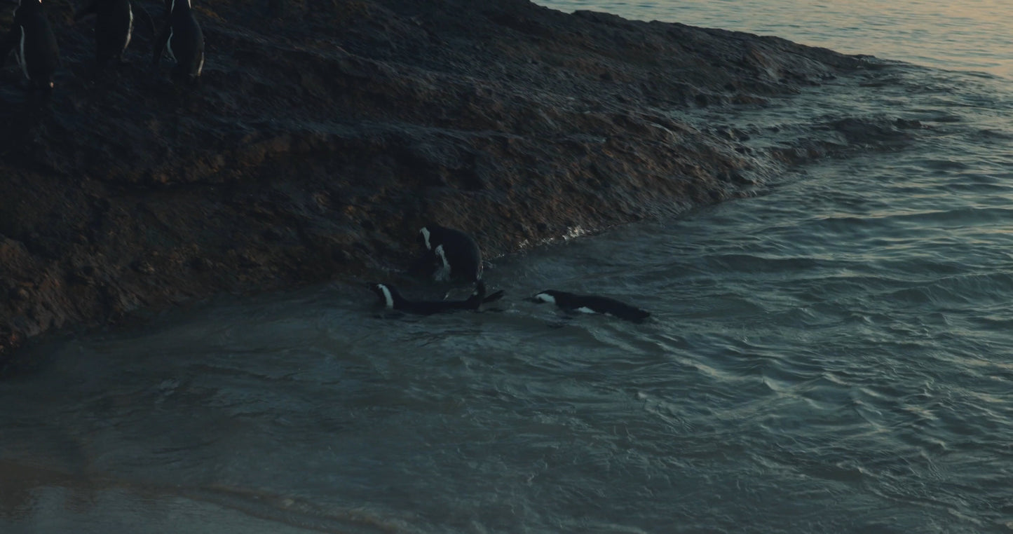 African Penguins Swimming 2