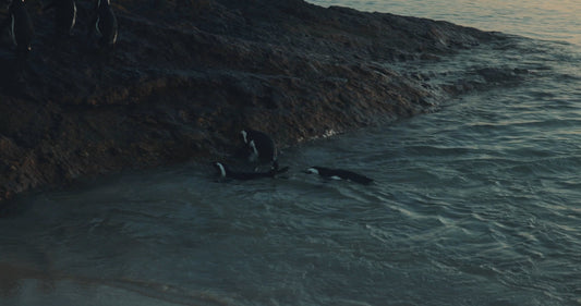 African Penguins Swimming 2