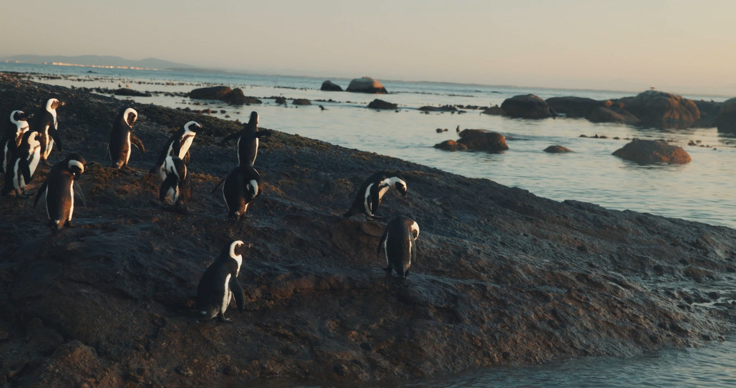 African Penguins Swimming 3