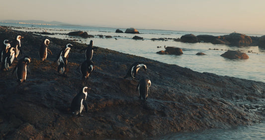 African Penguins Swimming 3