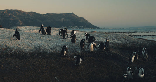 African Penguins on Beach