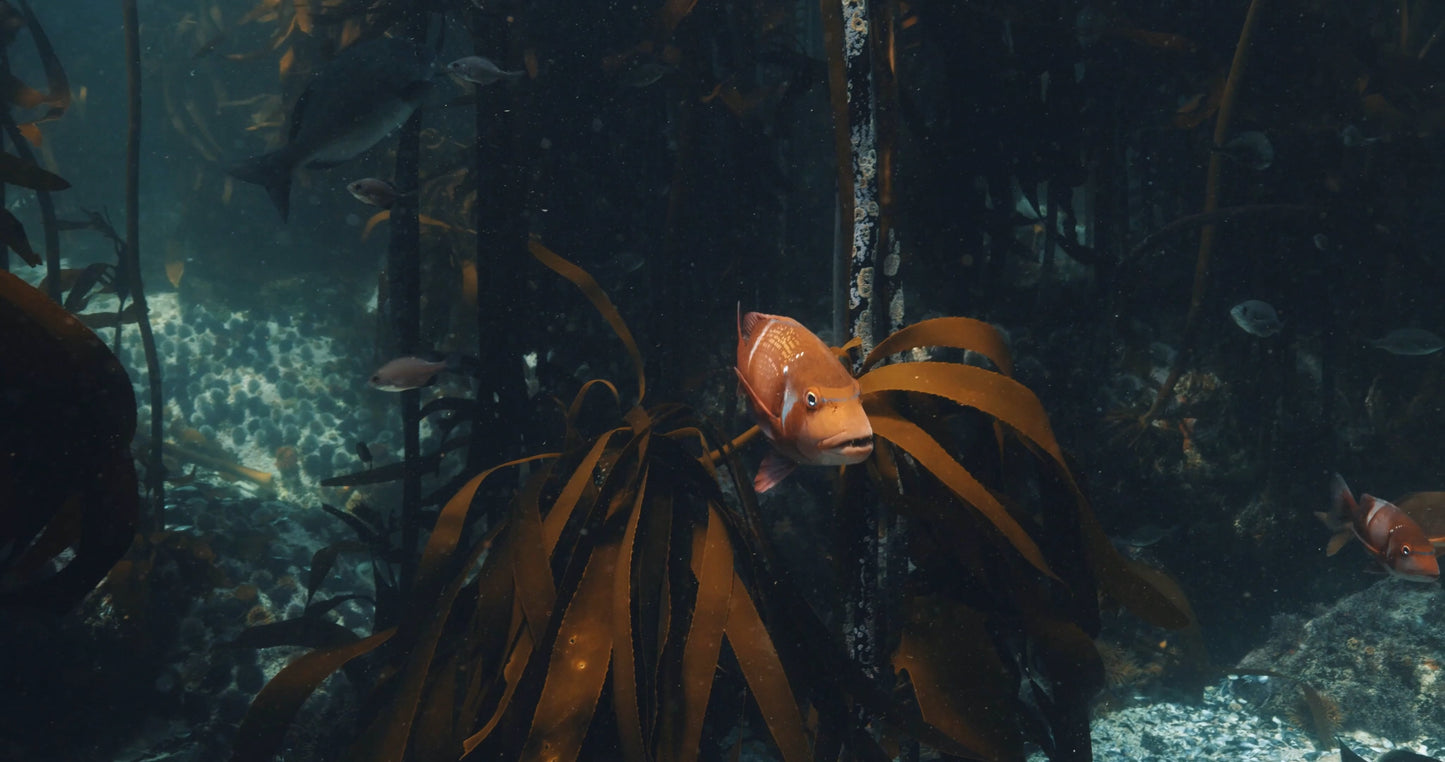 African Kelp Forest Fish