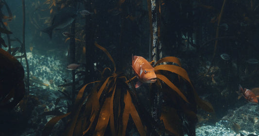 African Kelp Forest Fish