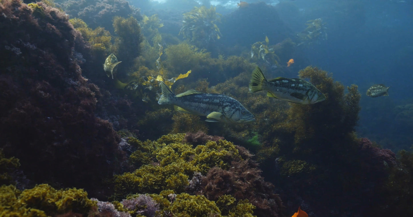 Catalina Reef Calico Bass