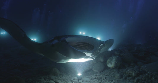 Kona Manta Ray at Night