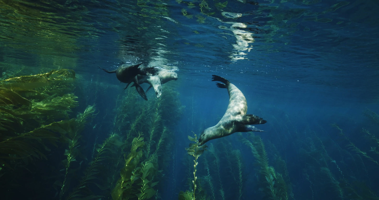 Sea Lions Swimming in Kelp Forest