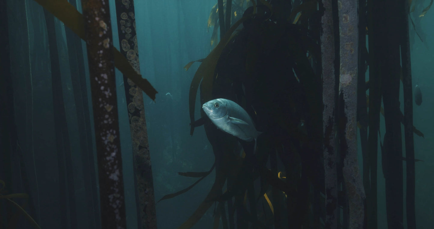 African Kelp Forest