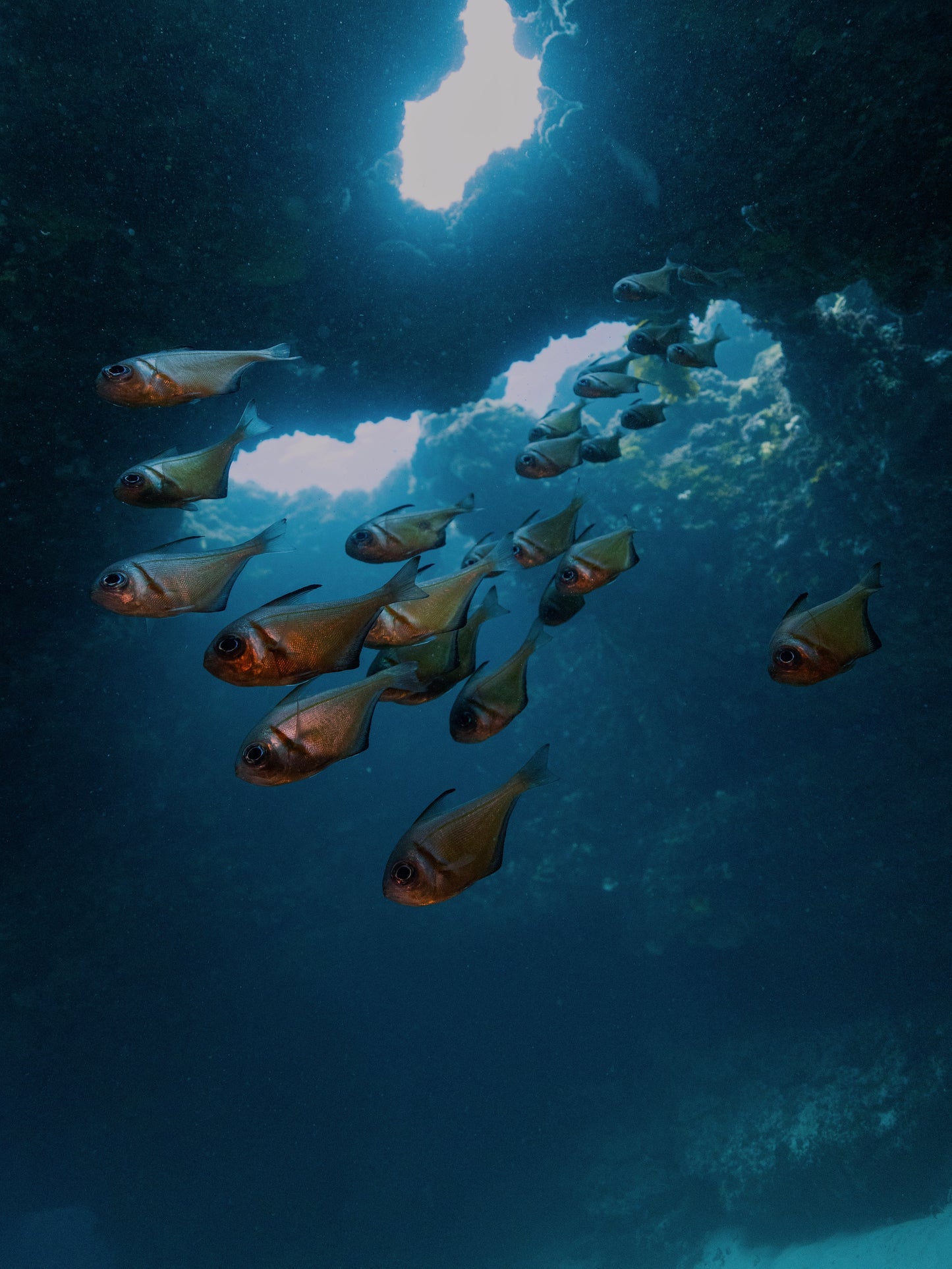 California Sea Lions (Horizontal primary)