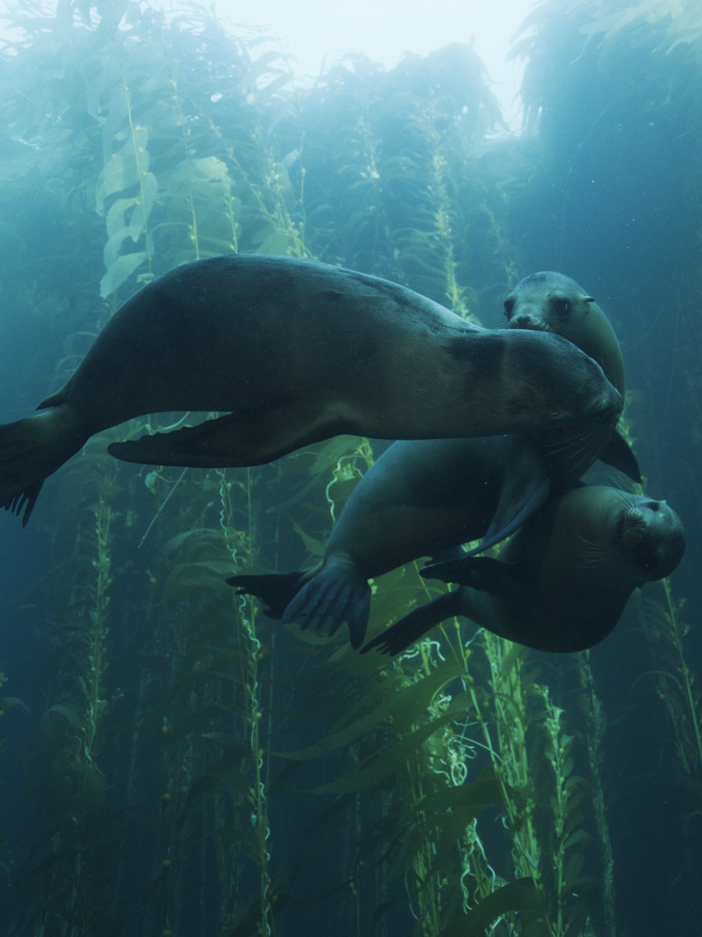 California Sea Lions (Horizontal primary)