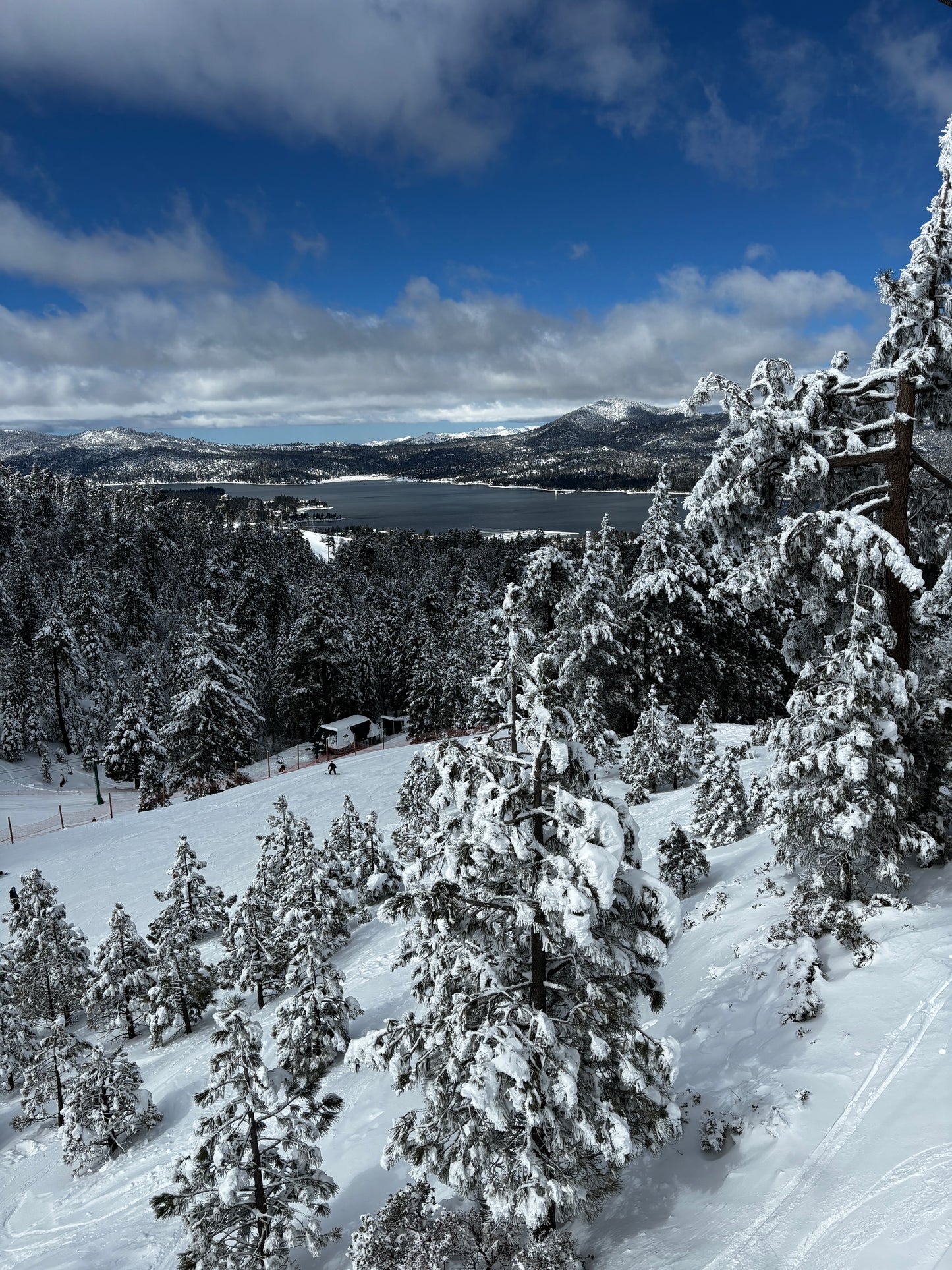 California Sea Lions (Horizontal primary)